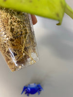 Hoya erythrostemma - rooted