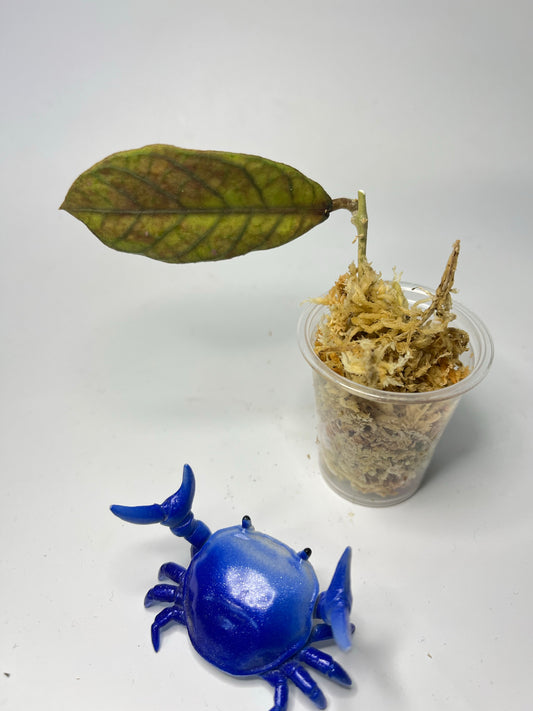 Hoya sabah - Unrooted