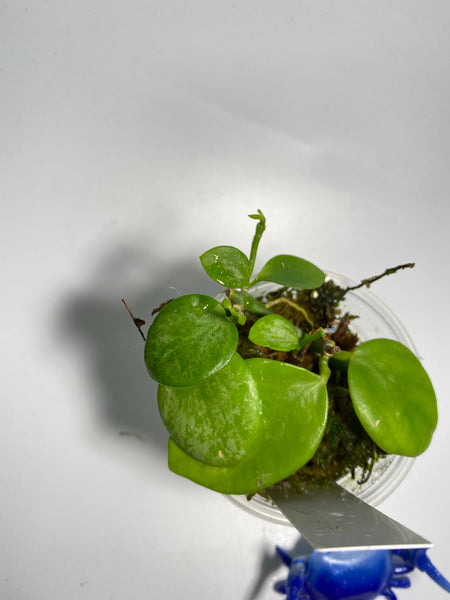 Hoya brevialata splash -  active growth