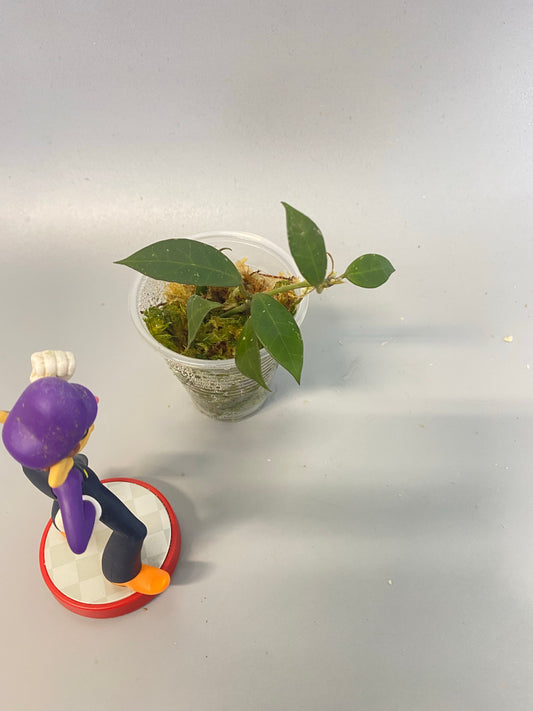 Hoya Rebecca - new growth