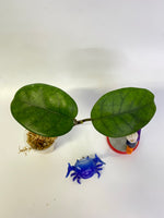 Hoya motoskei - has some roots