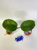 Hoya motoskei - has some roots