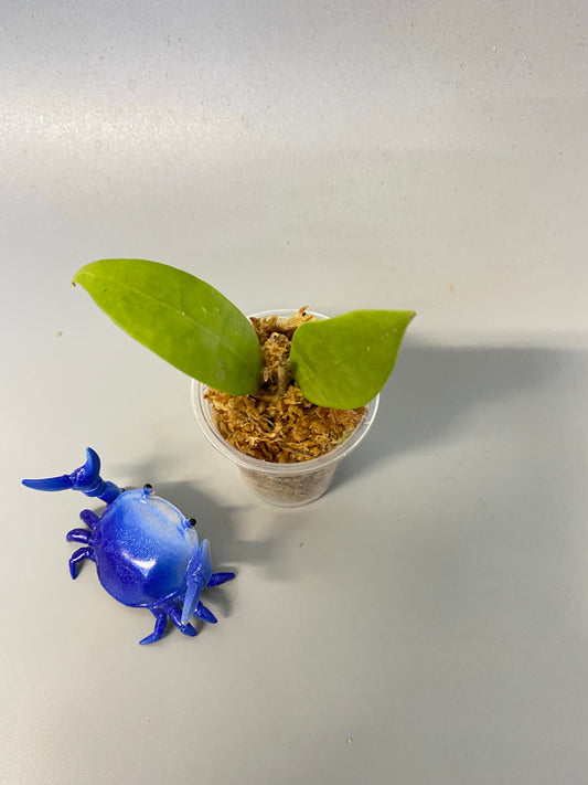 Hoya bhutanica - unrooted