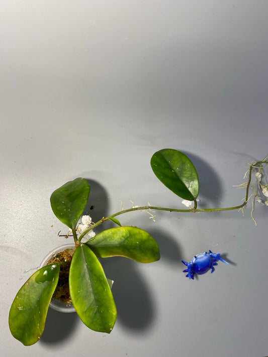 Hoya skinneriana - active growth