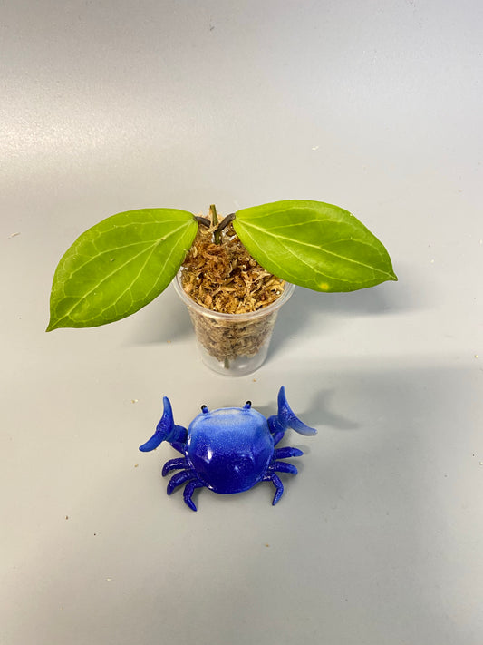 Hoya sp MPR IML 1866 - Unrooted