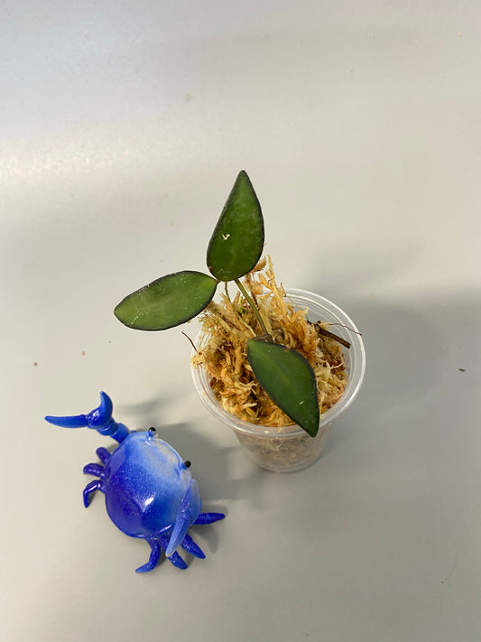 Hoya ‘rosita’-  unrooted