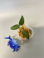 Hoya ‘rosita’-  unrooted