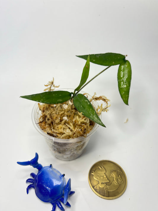 Hoya lacunosa mr tent EPC 329 - Unrooted