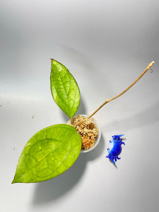 Reserved for Estelle - Hoya PMP 176 - joy x starting to root