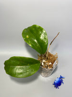 Hoya surigaoensis - active growth.