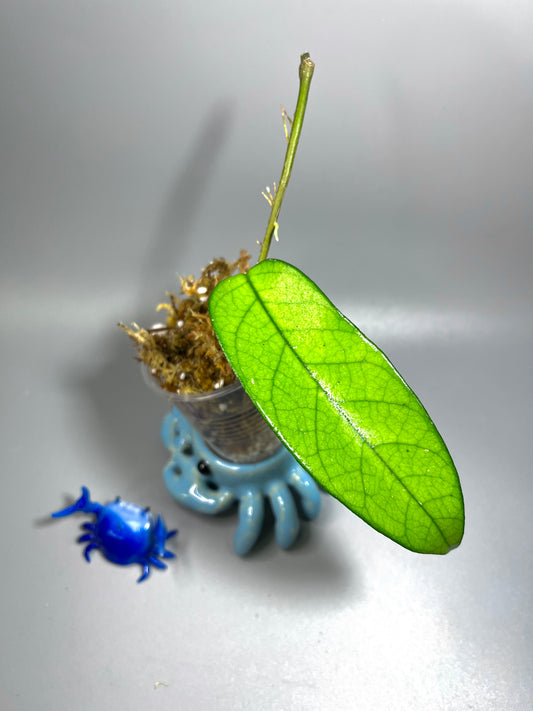 Hoya sp Lai chau (long leaf variety) - Unrooted