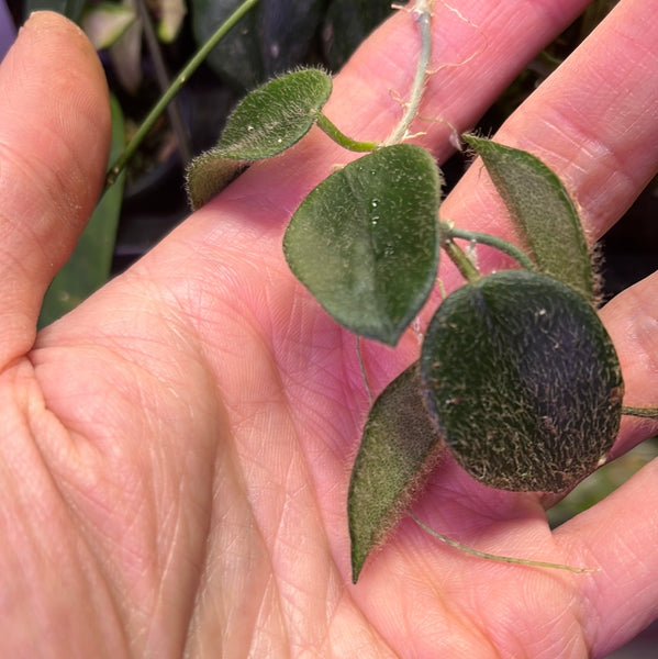 Hoya aff thomsonii - fresh cutting - 3 nodes - Unrooted