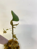 Hoya erythrostemma - big pink - active growth