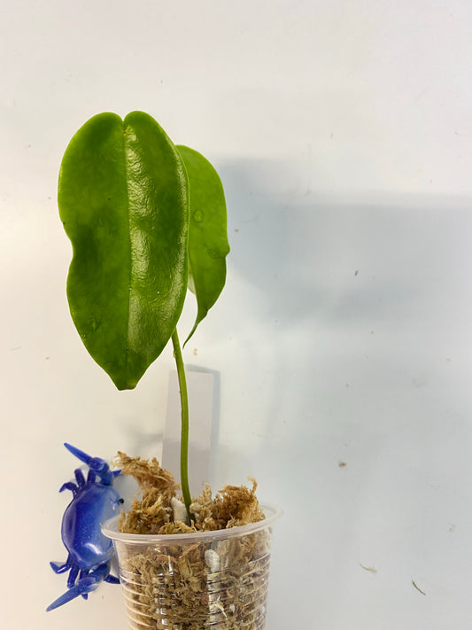 Hoya Macgillivrayi - unrooted