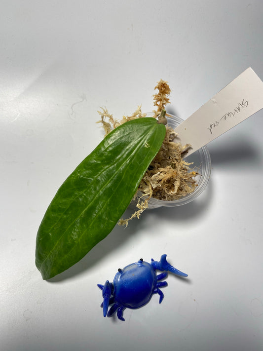 Hoya siariae red - unrooted