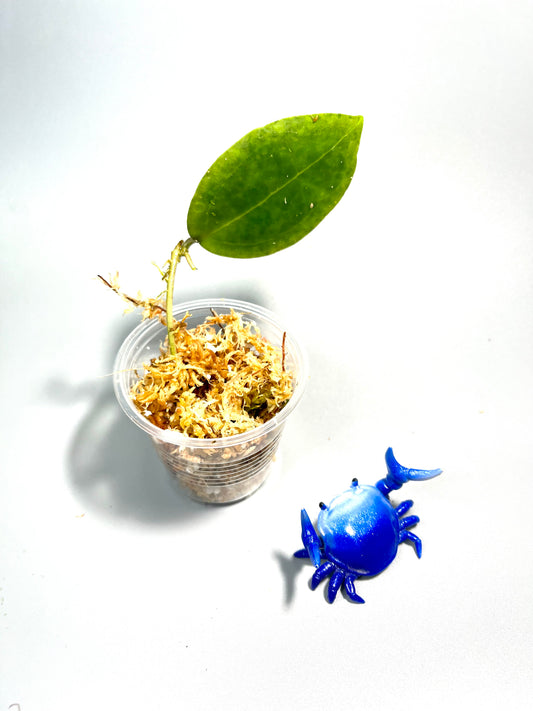 Hoya sp rangsan / rangsam 01 - unrooted