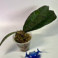 Hoya callistophylla - has roots