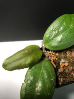 Hoya fitchii - yellow - starting to vine.