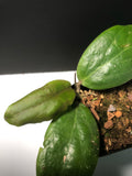 Hoya fitchii - yellow - starting to vine.