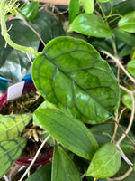 Hoya villosa cao dang / Cao bang- fresh cut 2 nodes /1 leaf - unrooted