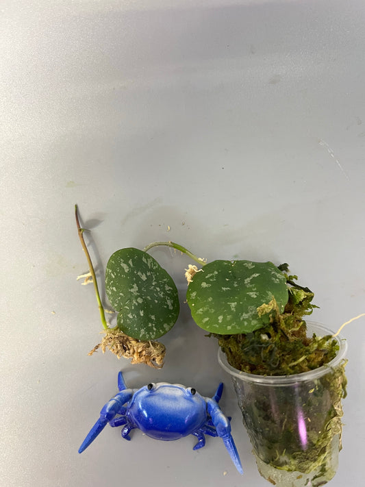 Hoya imbricata - active growth