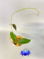 Hoya Archboldiana - Unrooted