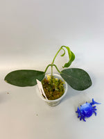 Hoya naumanii (australis x subcalva) active growth