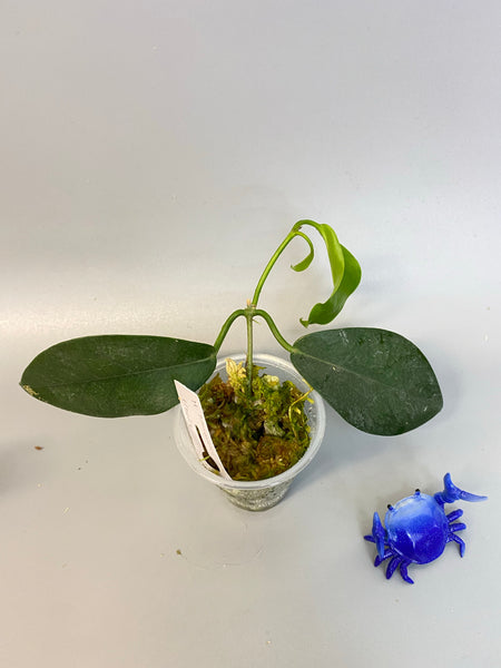 Hoya naumanii (australis x subcalva) active growth