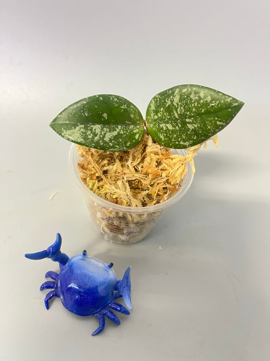 Hoya carnosa Wilbur graves (Russia)- Unrooted