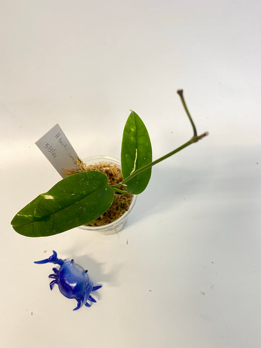 Hoya buotii sunrise - starting to grow