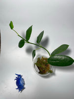 Hoya coronaria white - active growth