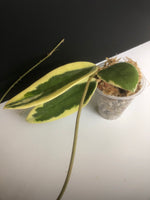Hoya acuta variegata - unrooted