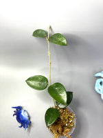 Hoya cv chouke - Unrooted