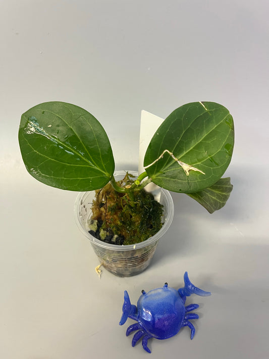 Hoya Hellwigiana - has some roots