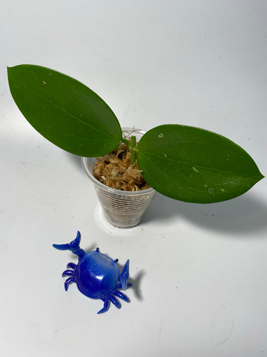 Hoya mb1414 (Christine x aldrichii) - unrooted