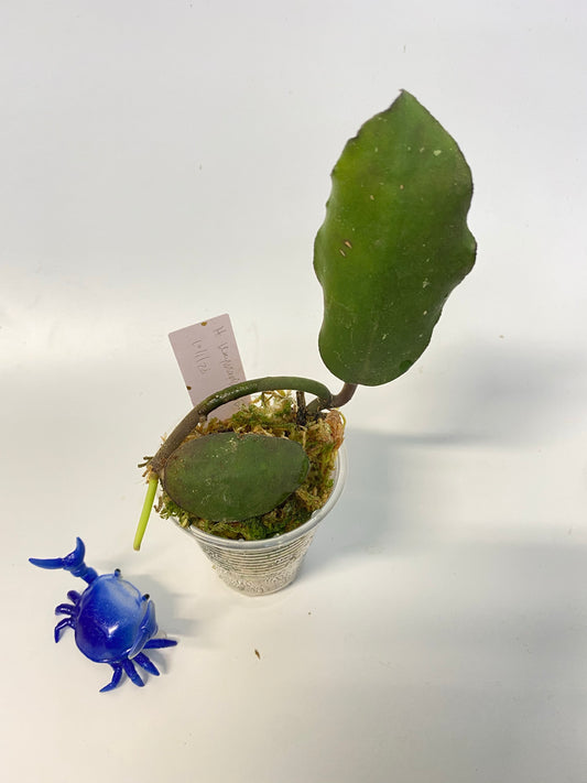 Hoya waymaniae borneo - active growth