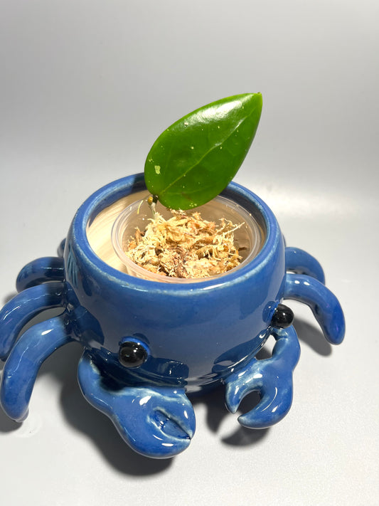 Hoya tha tum - Unrooted