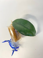 Hoya carnosa vietnam - unrooted