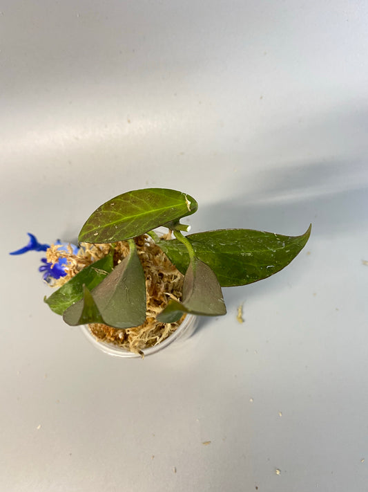 Hoya sunrise - unrooted