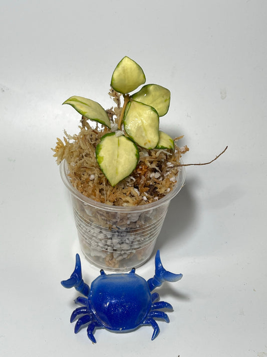 Hoya heuschkeliana variegated - Unrooted