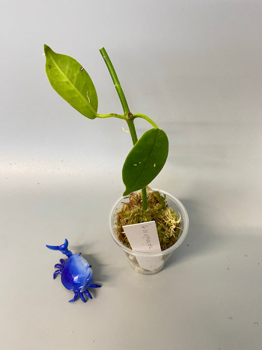 Hoya cv optimistic - has some roots