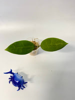 Hoya acuta pink - unrooted