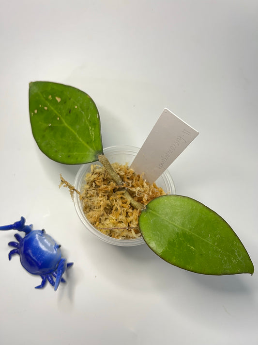 Hoya fusco marginata - unrooted