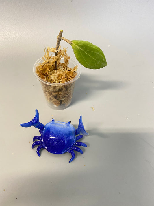 Hoya sp MPR IML 1866 - Unrooted