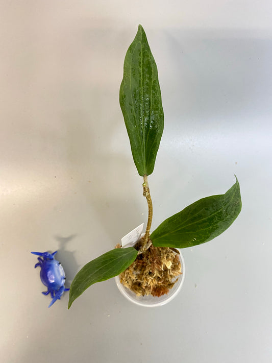 Hoya Benvergarai - unrooted