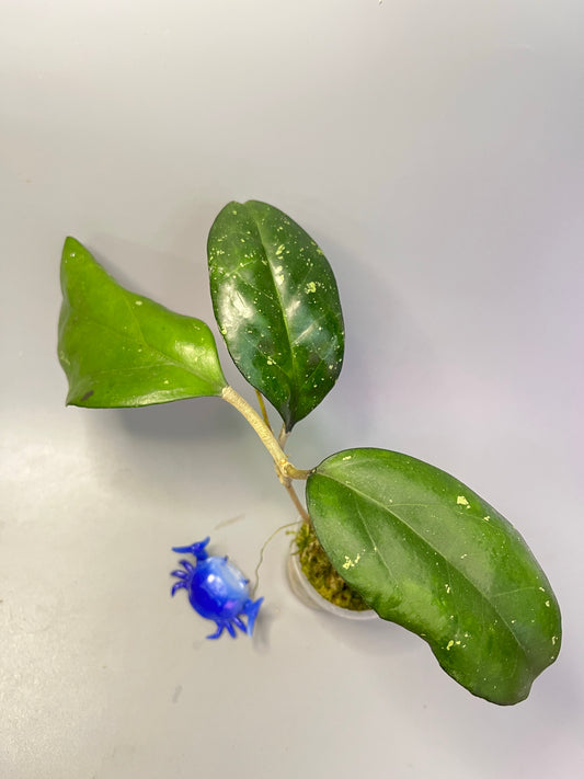 Hoya Joy - active growth