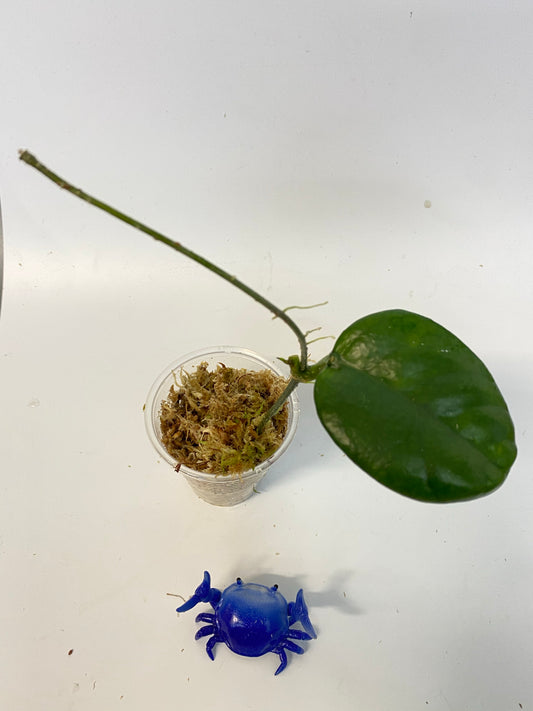 Reserved for Katie - Hoya sp doi tung - active growth