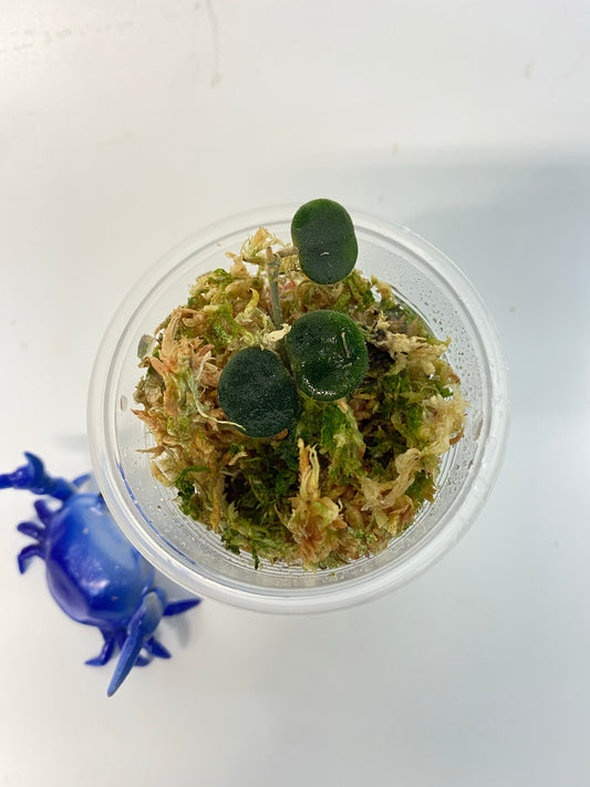 Hoya serpens with some roots