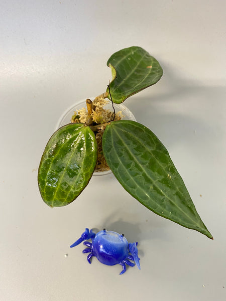 Hoya cinnamomifolia - has some roots