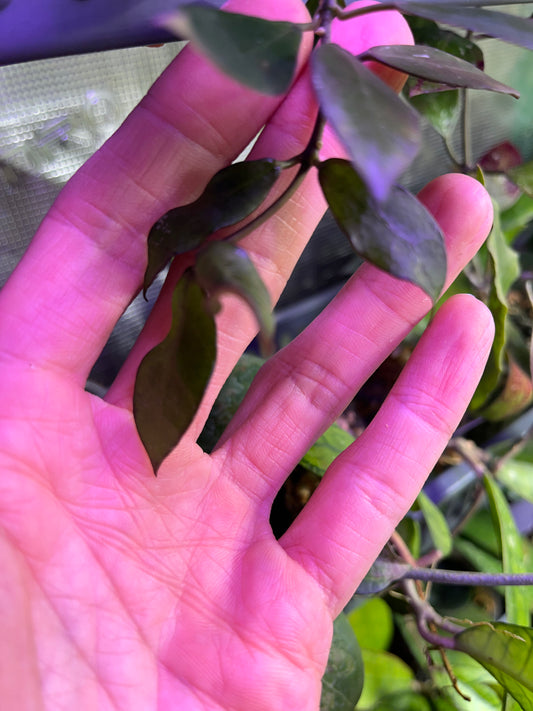 Hoya cv elle - fresh cut 4 nodes - Unrooted